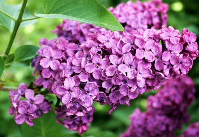 3 rețete și 7 beneficii surprinzătoare a florilor de liliac – prajituri-cluj.ro