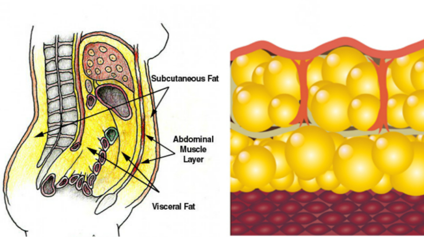 pierderea de grăsimi de eliberare toxine sapodilla beneficiază de pierdere în greutate