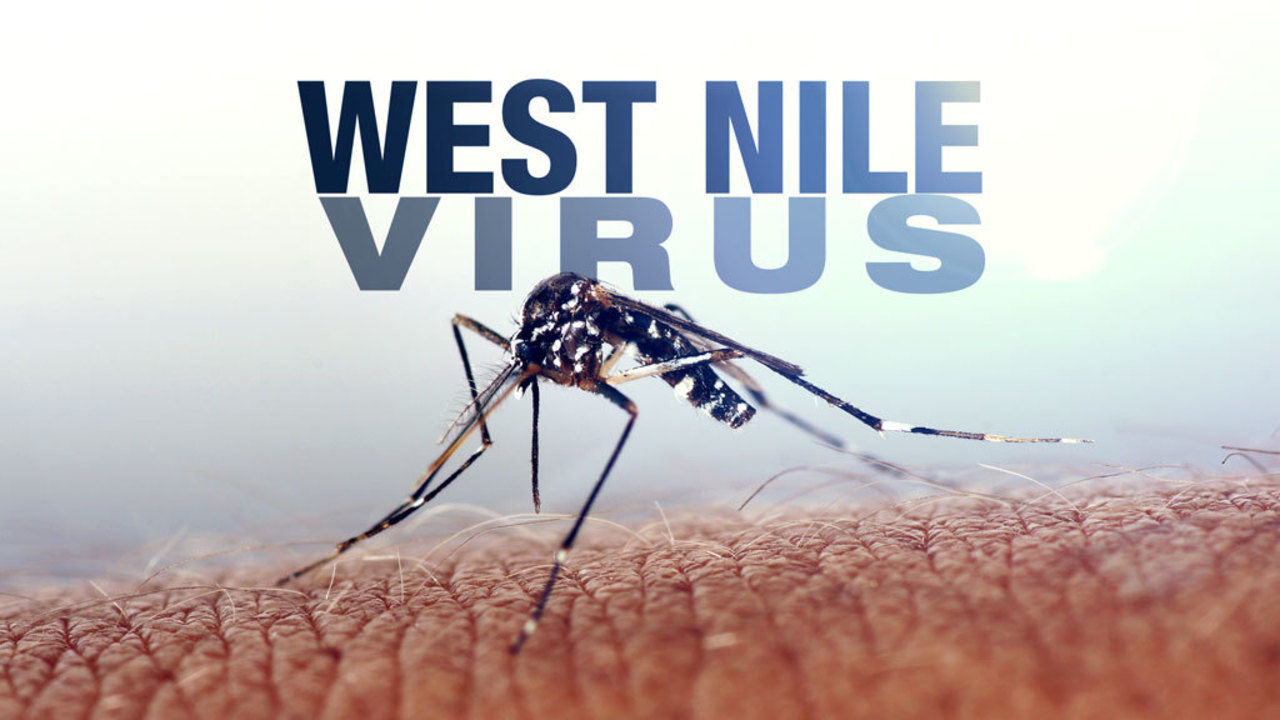 Virusul West Nile a ucis 12 oameni lângă Moldova Unica.md