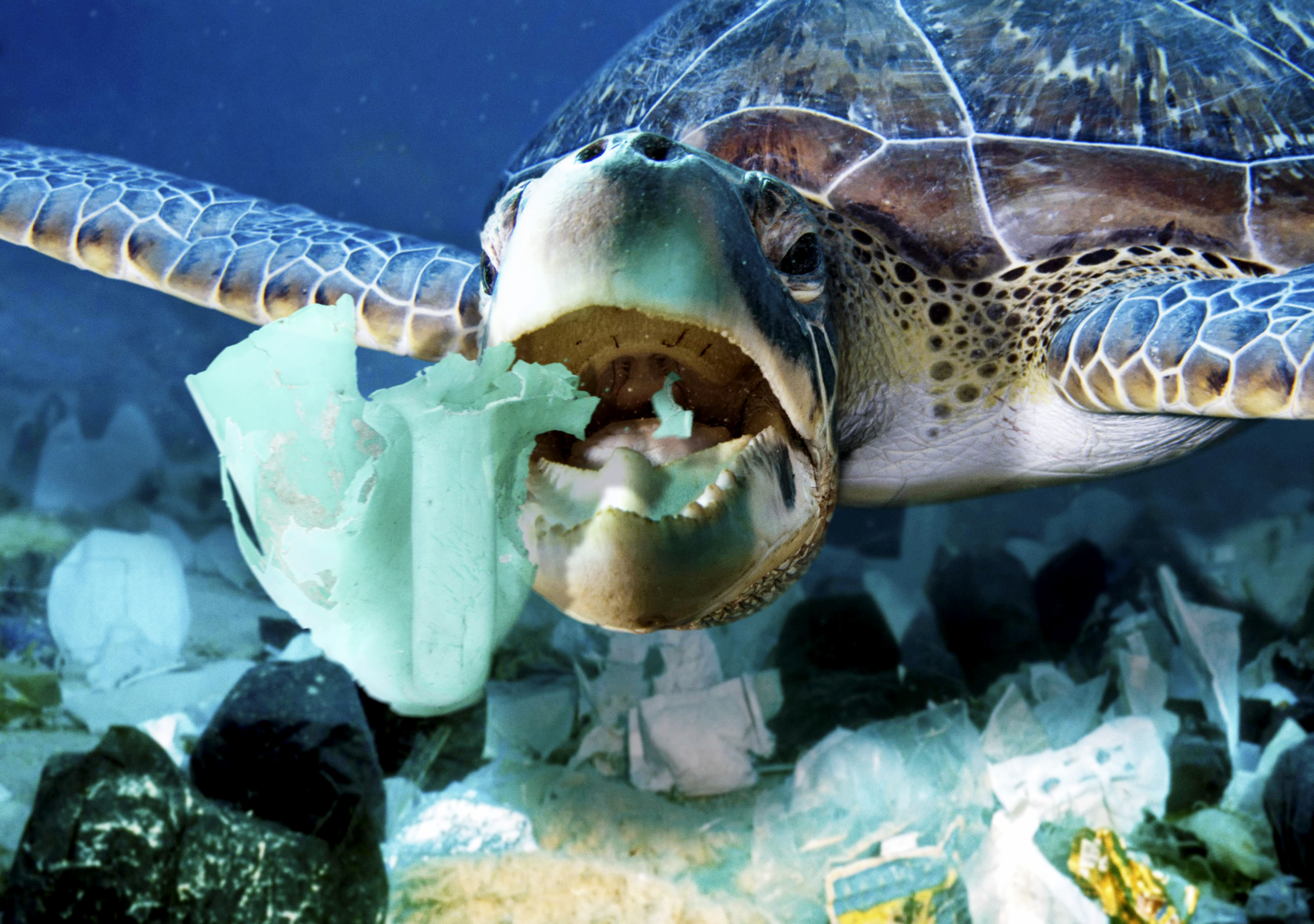 Рыба страдает. Морские обитатели. Обитатели морей и океанов. Морские обитатели и пластик. Пластик в океане.