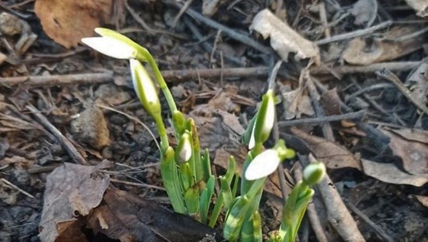 Ghiocei Infloriți In Moldova De Sfantul Vasile Unica Md